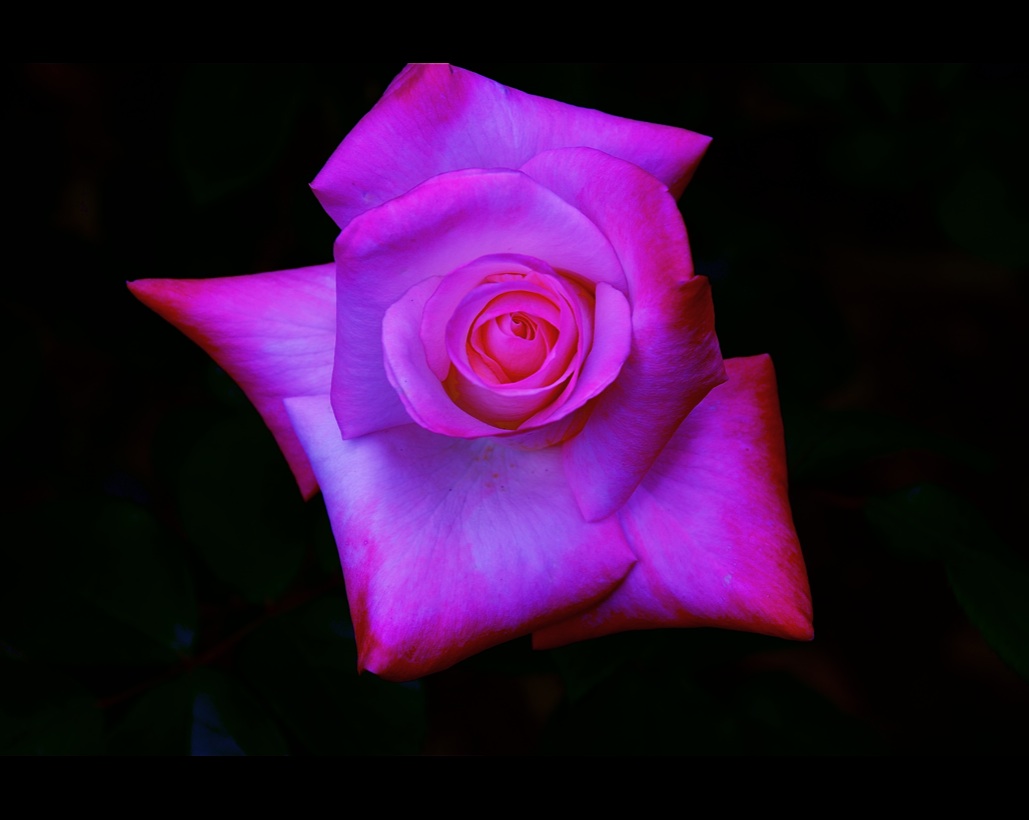 闇に咲く赤いバラ　The red rose which blooms in darkness  　　ⓒToshihiko Shibano　