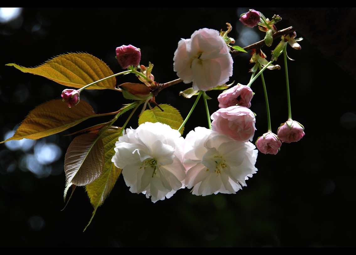 大きくなると白色  　Ｗhite flower will bloom    　ⓒToshihiko Shibano