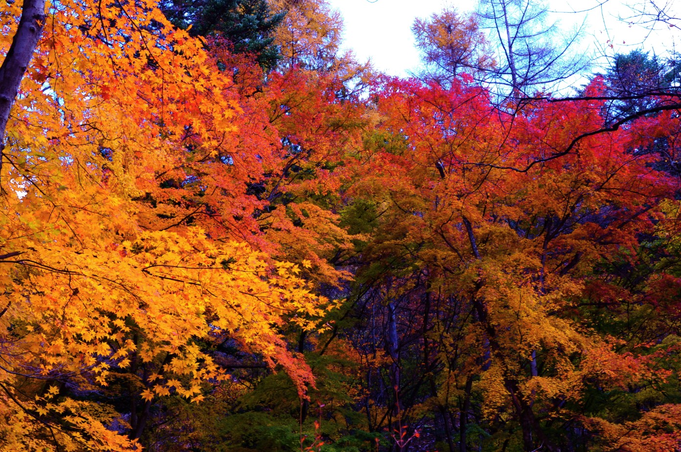 仲間もみな錦繍をまとい　All friends were also dyed autumnal leaves