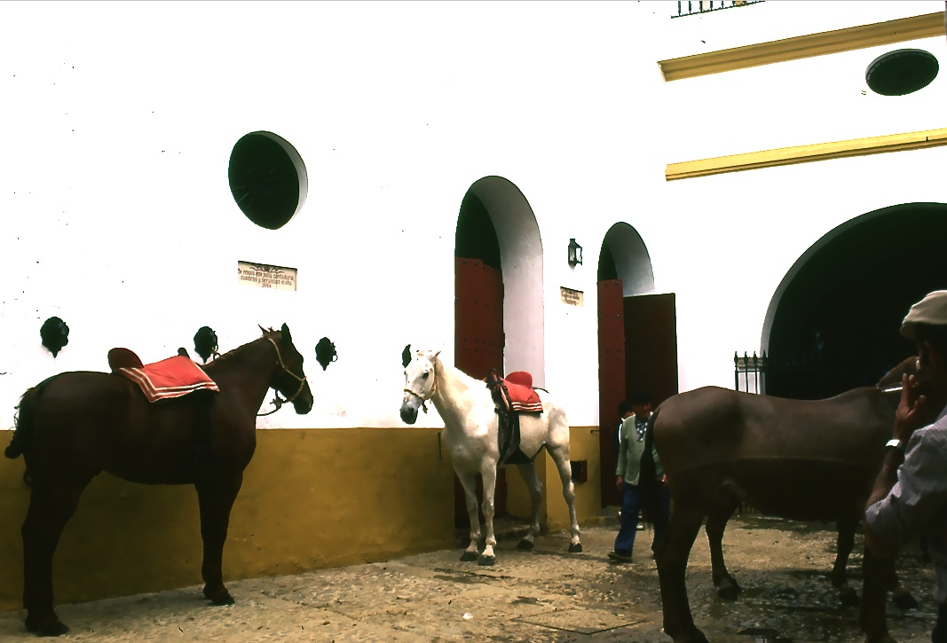 出番を待つ馬たち　The horses  which are waiting    ⓒToshihiko Shibano